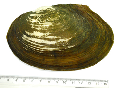 Sinanodonta lauta