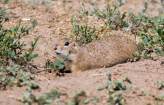 Spermophilus pygmaeus