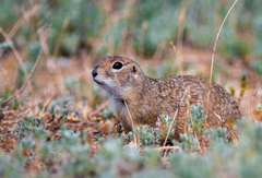 Spermophilus pygmaeus