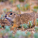 Little Ground Squirrel - Photo (c) Алина Урусова, some rights reserved (CC BY), uploaded by Алина Урусова