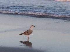 Larus argentatus smithsonianus