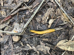 Ariolimax californicus