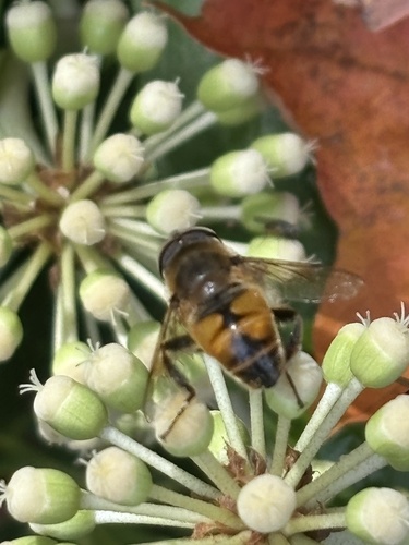 Unknown species found near Seneca Rd, Richmond, VA, US