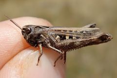 Omocestus haemorrhoidalis haemorrhoidalis