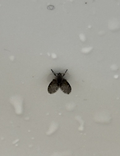 Unknown species found near University of Victoria, Oak Bay, BC, CA