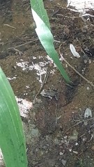 Thoropa miliaris