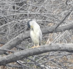Nycticorax nycticorax