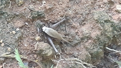 Eneoptera surinamensis