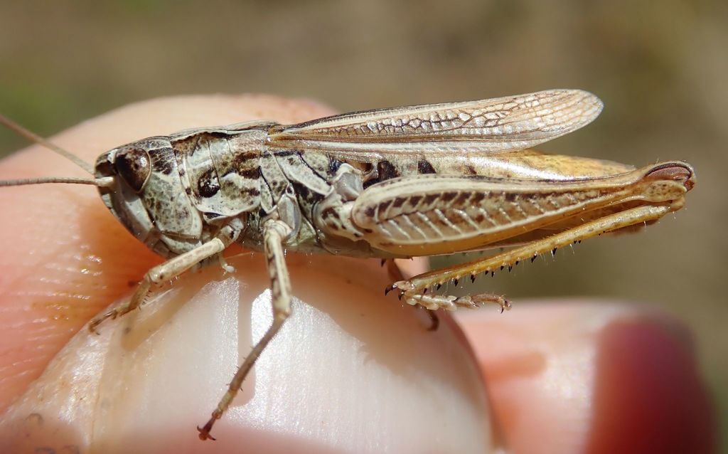 upland field grasshopper
