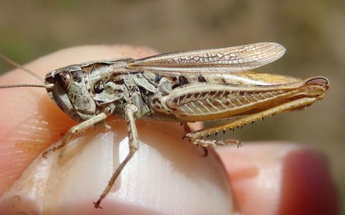 upland field grasshopper