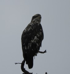 Haliaeetus leucocephalus
