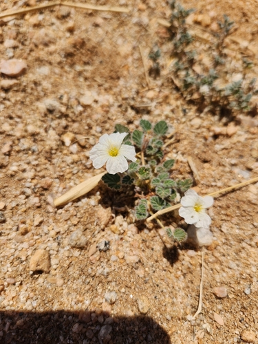 Monsonia parvifolia