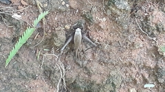 Eneoptera surinamensis