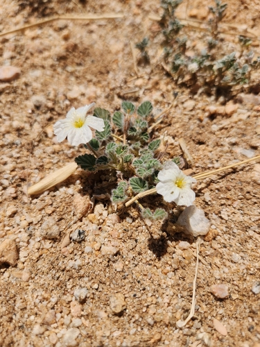 Monsonia parvifolia