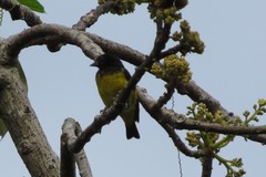 Spinus xanthogastrus