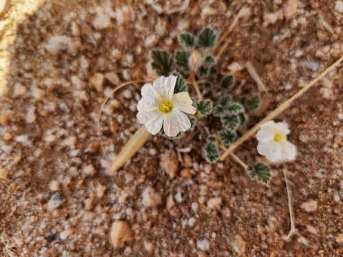 Monsonia parvifolia