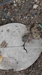 Thoropa miliaris