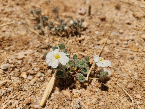 Monsonia parvifolia