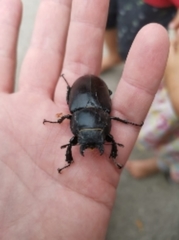 Lucanus cervus cervus