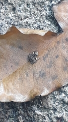 Thoropa miliaris