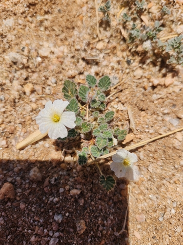Monsonia parvifolia