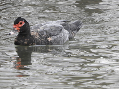 Cairina moschata domestica
