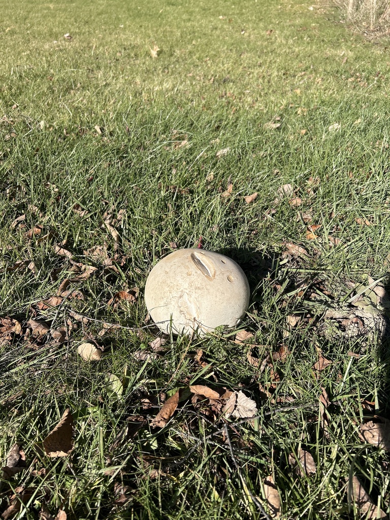 Calvatia gigantea · November 2025 · photo: © fishcole (iNaturalist, cc0)