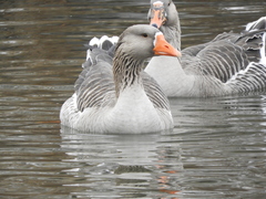 Anser anser × cygnoides