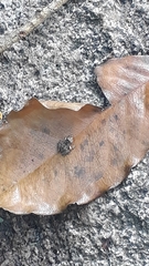 Thoropa miliaris