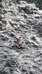 Thoropa miliaris