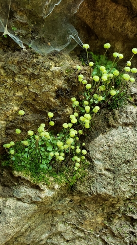 Image of Mannia triandra by (c) Ali Campbell, some rights reserved (CC BY)