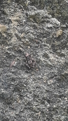 Thoropa miliaris