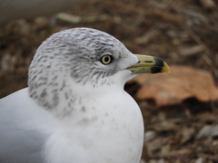 Larus delawarensis