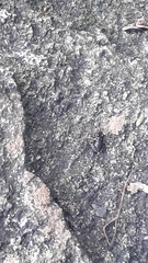 Thoropa miliaris