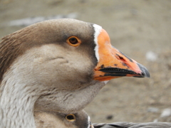 Anser anser × cygnoides