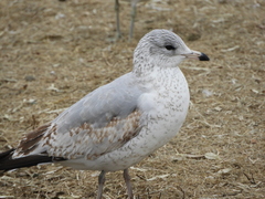 Larus delawarensis