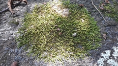Sematophyllaceae