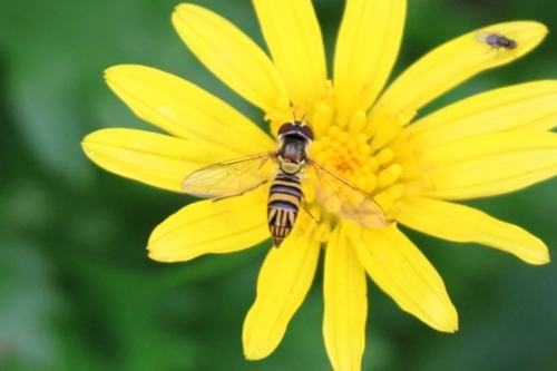 Unknown species found near Isles Of Sugar Mill, New Smyrna Beach, FL 32168, USA