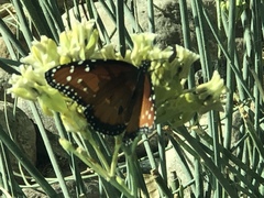 Danaus gilippus