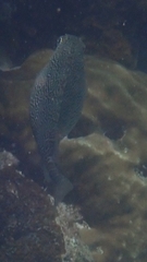 Siganus spinus