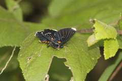 Melanis acroleuca huasteca