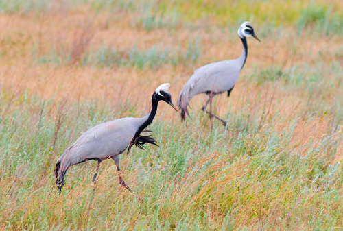 Grulla damisela (Grus virgo)