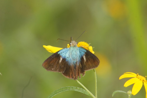 Astraptes alector