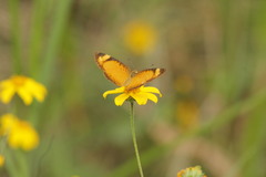 Tegosa anieta luka