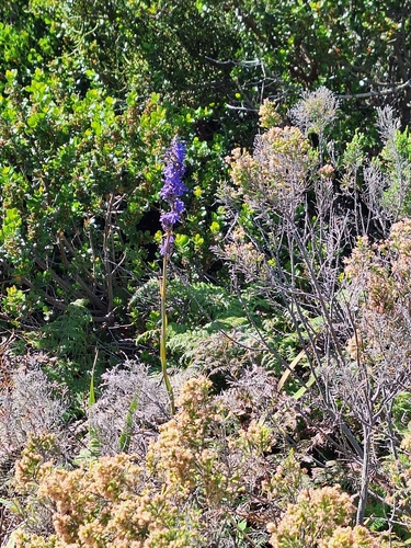 Aristea capitata