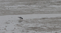 Haematopus ostralegus