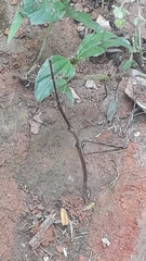 Cladoxerus