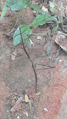 Cladoxerus
