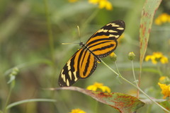 Eueides isabella eva