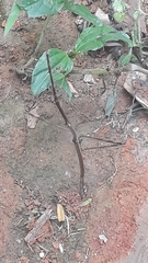 Cladoxerus
